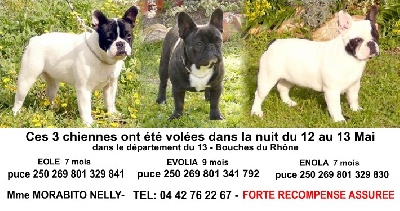 de l'odyssée des Chaines d'or - Urgent vols de chiens!!!