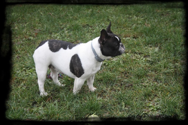 Little amy de l'odyssée des Chaines d'or