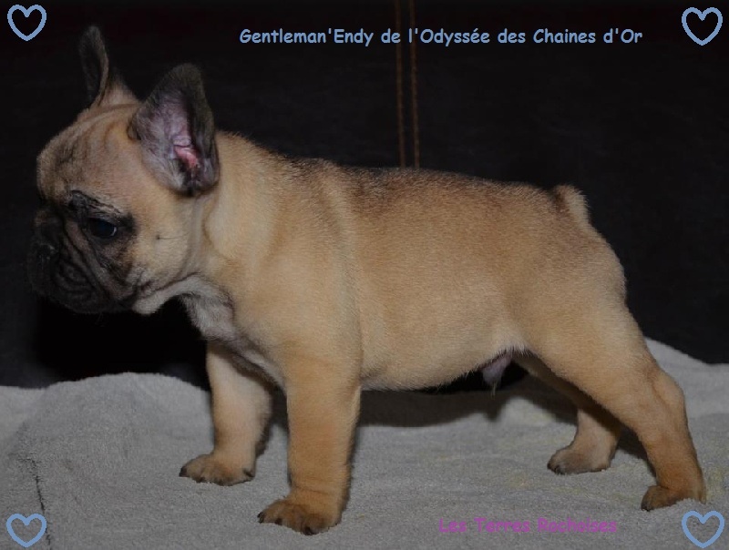 Gentleman endy de l'odyssée des Chaines d'or