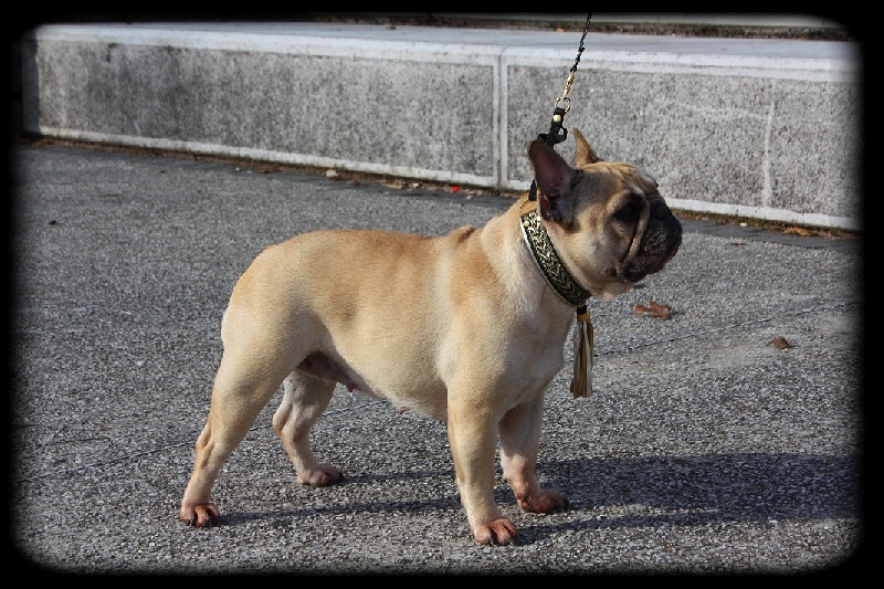 Diabolica amor des Pommes d'Or des Hesperides