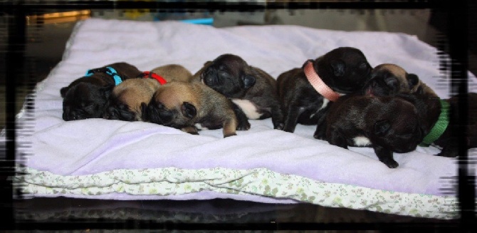 Les bébés de Amy et Harley 