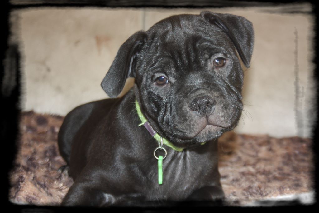 de l'odyssée des Chaines d'or - Staffordshire Bull Terrier - Portée née le 05/11/2019