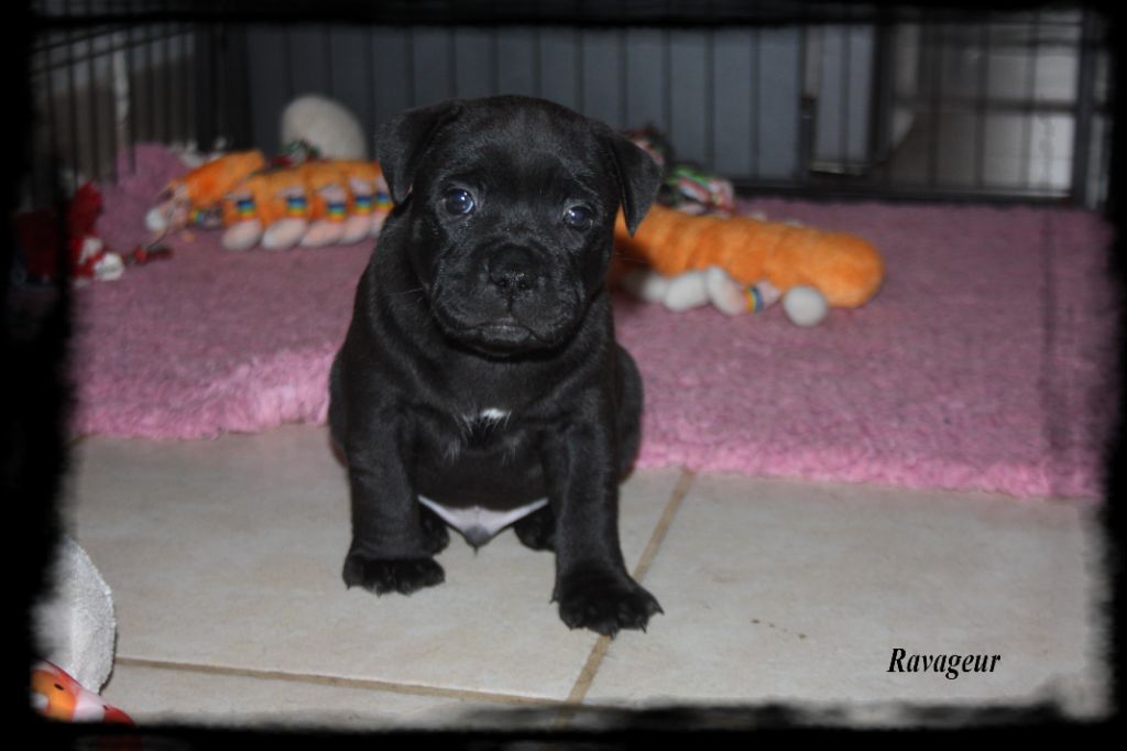de l'odyssée des Chaines d'or - Staffordshire Bull Terrier - Portée née le 28/11/2020